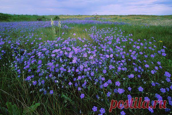 Семена льна для похудения и очищения кишечника. | Советы Народной Мудрости