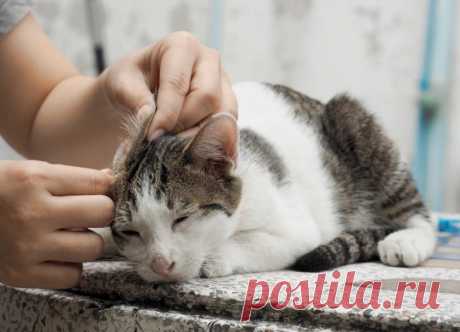 У кошки болят уши, что делать? Кошка стала периодически чесать одно ухо, при этом его прижимая и протяжно мяукать.…
