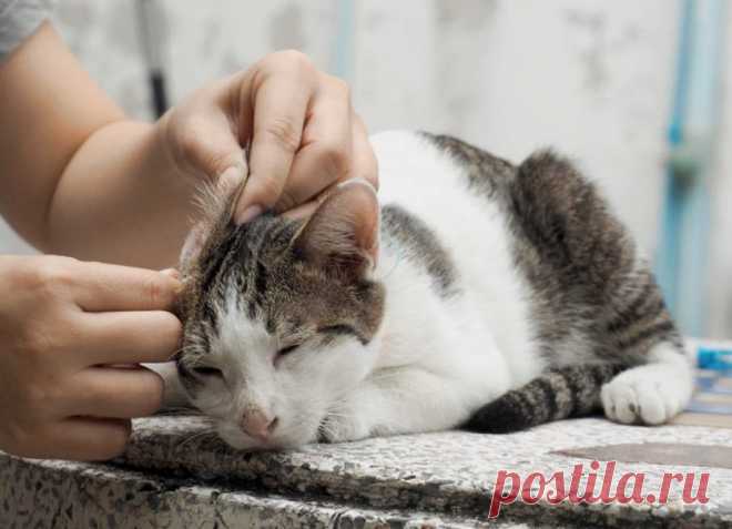 У кошки болят уши, что делать? Кошка стала периодически чесать одно ухо, при этом его прижимая и протяжно мяукать.…