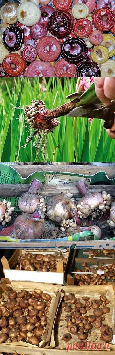 Осенняя уборка гладиолусов | Мое подворье