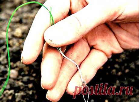 Лук-порей: посадка и уход на Supersadovnik.ru