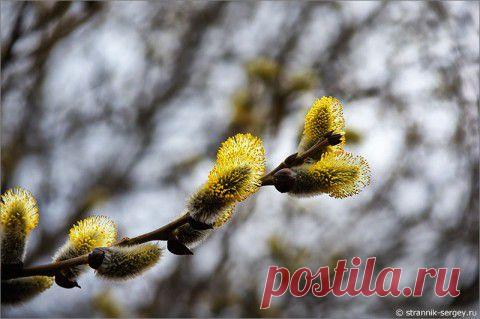 Вербное настроение | 5минутка