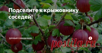 Подселите к крыжовнику соседей! Привет, друзья!
Как-то довелось мне быть свидетельницей разговора двух дачниц. «У меня на ягодной плантации такие шикарные кусты, – хвалилась одна. – Прямо не кусты, а целая роща! Вот только ягод мало дают. Сорта, что ли, плохие». «Скорее всего, – согласилась ее «коллега». – У меня та же история – растут прекрасно, а урожая – один пшик».
И таких историй можно услышать очень много. И совсем дело ту