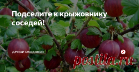 Подселите к крыжовнику соседей! Привет, друзья!
Как-то довелось мне быть свидетельницей разговора двух дачниц. «У меня на ягодной плантации такие шикарные кусты, – хвалилась одна. – Прямо не кусты, а целая роща! Вот только ягод мало дают. Сорта, что ли, плохие». «Скорее всего, – согласилась ее «коллега». – У меня та же история – растут прекрасно, а урожая – один пшик».
И таких историй можно услышать очень много. И совсем дело ту