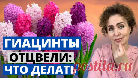 ГИАЦИНТ дома в горшке. Гиацинт после цветения. В этом видео я расскажу Вам, что делать с луковицами Гиацинта после цветения, можно ли сохранить луковицы и зацыетут ли они снова.Мой Инстаграм: https://www....