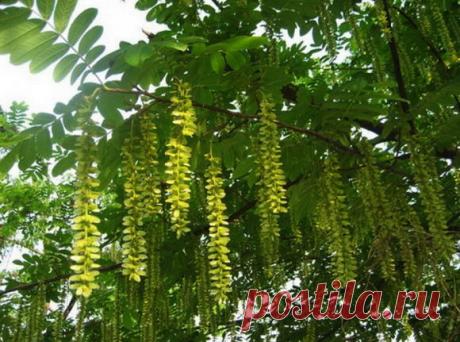 Лапина крылоплодная, или крылоорешник кавказский