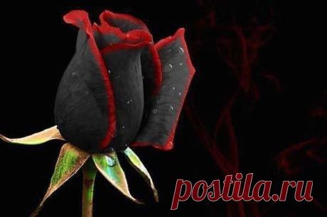 Одноклассники