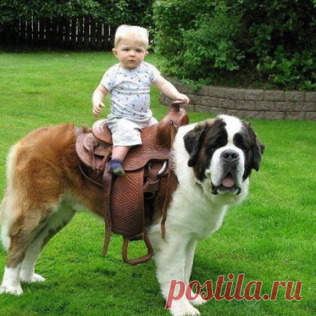 Опять скрипит потертое седло...))))