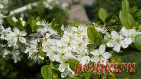 Альбом – Google+