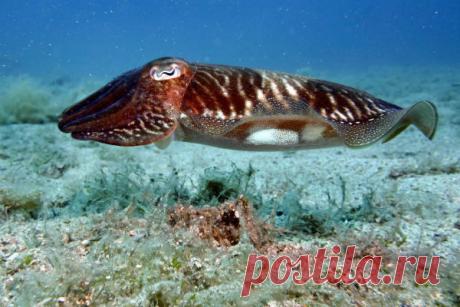 Как не попасть на обед акуле | Все умницы