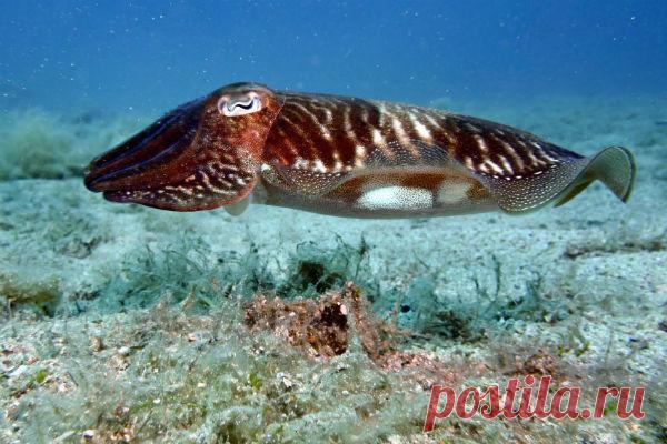 Как не попасть на обед акуле | Все умницы