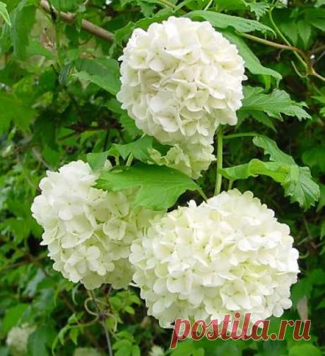 Снежные шары декоративного кустарника Бульденеж — 6 соток