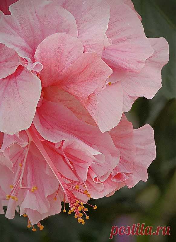 ✿ Pink Hibiscus | ✿ FlOwɛɽʂ╭•⊰✿ Ɠaɽɗɛɲʂ ✿