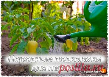 Народные подкормки для перца

Внесение удобрительных составов для обогащения грунта полезными компонентами позволяет вырастить здоровые растения с высокой степенью сопротивляемости к неблагоприятным факторам окружающей среды.

Перец относится к тем овощным культурам, которые очень болезненно реагируют на их недостаток в почве. Для этих целей применяют и химические, и органические составы. Также существуют народные средства для роста перцев, после подкормки которыми у расте...