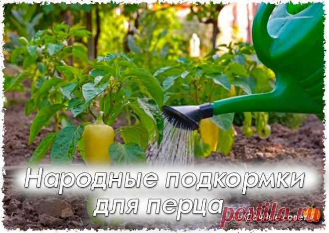 Народные подкормки для перца

Внесение удобрительных составов для обогащения грунта полезными компонентами позволяет вырастить здоровые растения с высокой степенью сопротивляемости к неблагоприятным факторам окружающей среды.

Перец относится к тем овощным культурам, которые очень болезненно реагируют на их недостаток в почве. Для этих целей применяют и химические, и органические составы. Также существуют народные средства для роста перцев, после подкормки которыми у расте...