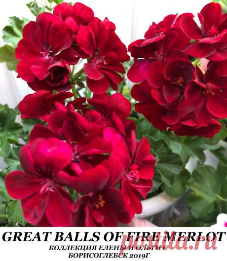 ГЕРАНИ - А ТАК ЛИ МНОГО БОРДОВЫХ СОРТОВ? | Дневник Стрижаковой Елены | Яндекс Дзен