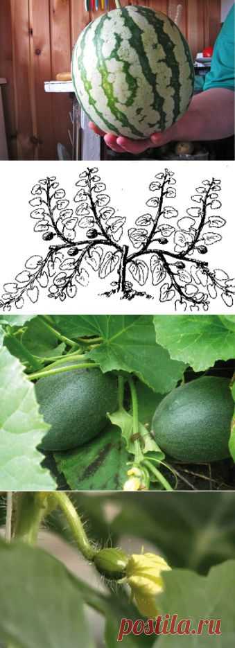 Умная бахча | ОГОРОД БЕЗ ХЛОПОТ