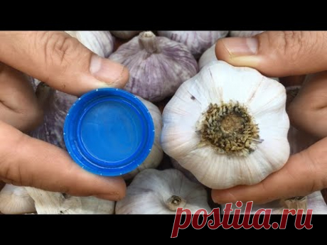 ¡Cómo pelar 17 dientes de ajo en 17 segundos! ¡Usando solo una tapa de botella!