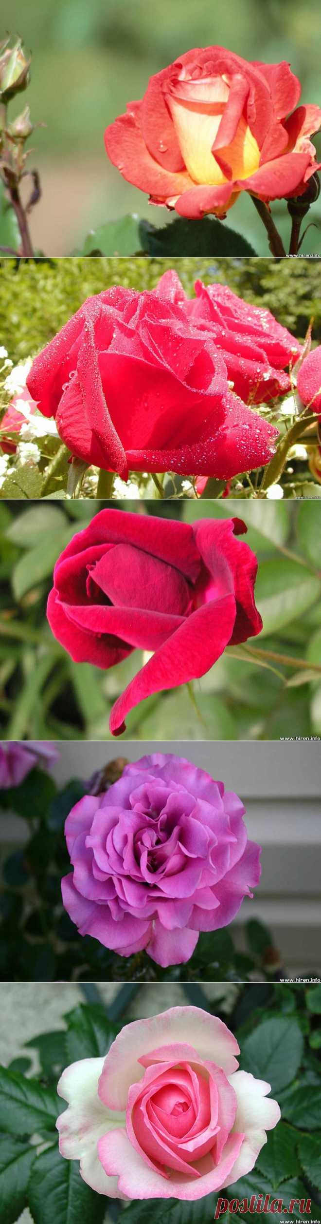 Просто королева - Розы