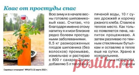 Квас из шиповника от простуды
