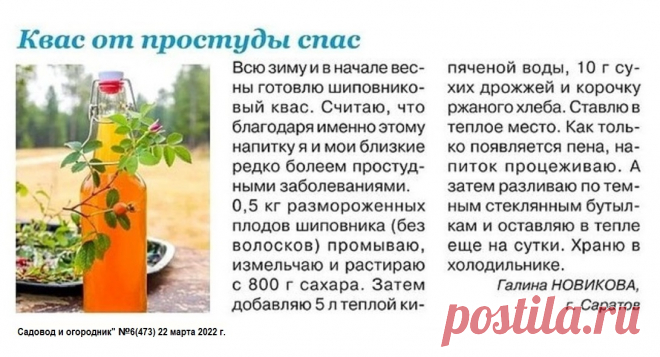 Квас из шиповника от простуды
