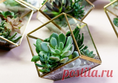 Флорариумы: виды, описание, идеи оформления ~ Planetalsad