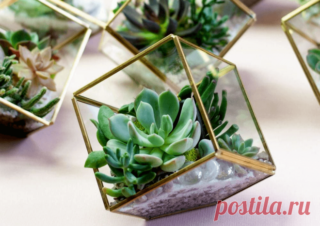 Флорариумы: виды, описание, идеи оформления ~ Planetalsad