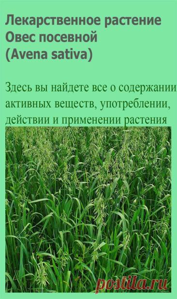 Лекарственное растение Овес посевной (Avena sativa). Однолетний злак с метельчатым соцветием высотой от 60 до 150 см. Стебель прямостоячий, полый. Листья линейно-ланцетные без ушек у основания (этим отличается от ржи, ячменя и пшеницы), язычки короткие с треугольными заостренными зубчиками. Цветки чаще всего собраны по 2-4 в колоски, объединяющиеся в рыхлую раскидистую метелку.
