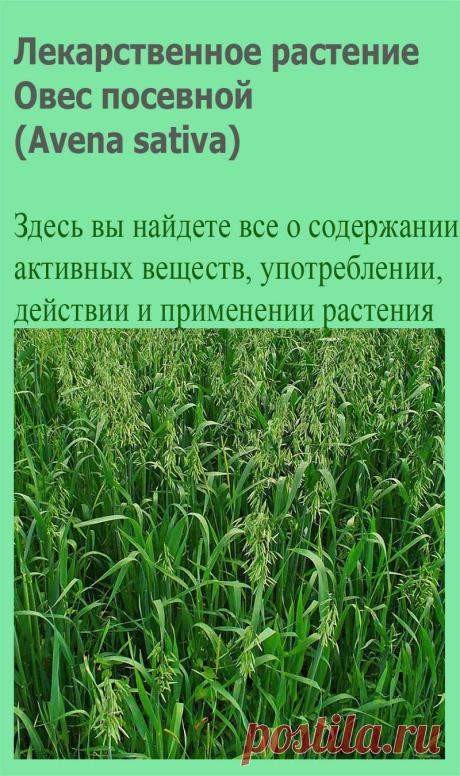 Лекарственное растение Овес посевной (Avena sativa). Однолетний злак с метельчатым соцветием высотой от 60 до 150 см. Стебель прямостоячий, полый. Листья линейно-ланцетные без ушек у основания (этим отличается от ржи, ячменя и пшеницы), язычки короткие с треугольными заостренными зубчиками. Цветки чаще всего собраны по 2-4 в колоски, объединяющиеся в рыхлую раскидистую метелку.