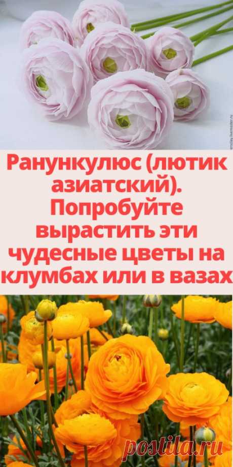 Ранункулюс (лютик азиатский). Попробуйте вырастить эти чудесные цветы на клумбах или в вазах