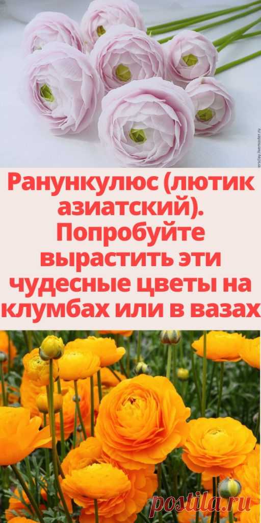 Ранункулюс (лютик азиатский). Попробуйте вырастить эти чудесные цветы на клумбах или в вазах - My izumrud