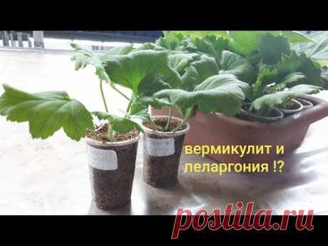 ВЕРМИКУЛИТ. Мой опыт работы с пеларгонией.