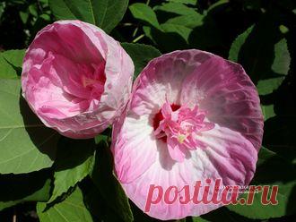 КОРНИ ТРАВЯНИСТЫХ ГИБИСКУСОВ