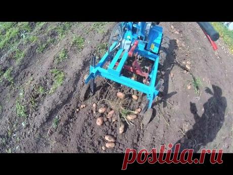 Уборка картофеля. Harvesting potatoes.