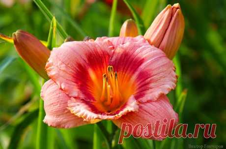 Солнечный ЛИЛЕЙНИК ♥ автор фото #Виктор_Гончаров