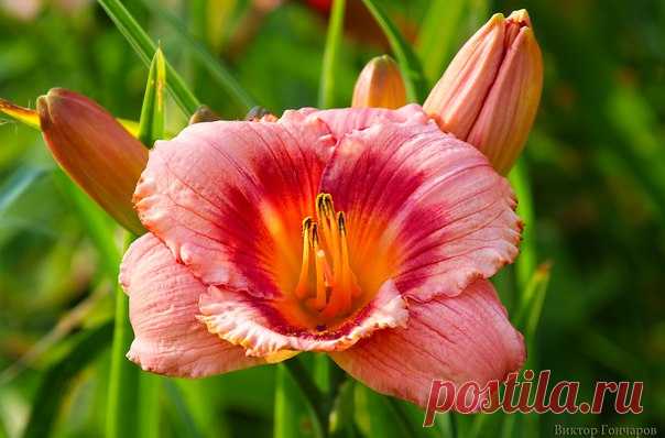 Солнечный ЛИЛЕЙНИК ♥ автор фото #Виктор_Гончаров