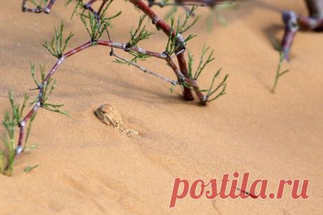 «Песочные ванны» Ушастая круглоголовка прячется в песке калмыцкого бархана. Снимала Olga Shuklina: nat-geo.ru/community/user/166300/