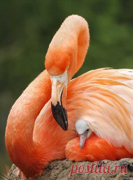 фламинго
