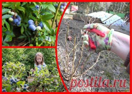 Обязательный уход за голубикой осенью. Без этого урожая в следующем сезоне можно не дождаться
Осенью дачники подготавливают растения к зимовке, чтобы летом порадовать себя богатым урожаем. Не обойтись владельцам голубики без совета опытных садоводов и дачников. Не помешает освежить память и тем, кто раньше имел практику посадки голубики. Уход за голубикой в осенний период Уход за голубикой в...
Читай дальше на сайте. Жми подробнее ➡