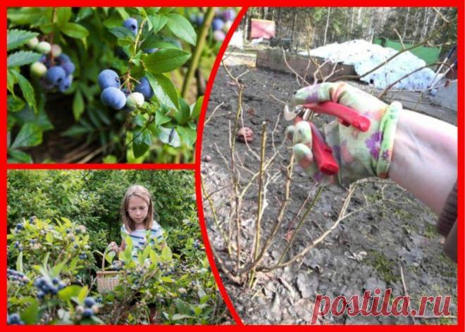 Обязательный уход за голубикой осенью. Без этого урожая в следующем сезоне можно не дождаться
Осенью дачники подготавливают растения к зимовке, чтобы летом порадовать себя богатым урожаем. Не обойтись владельцам голубики без совета опытных садоводов и дачников. Не помешает освежить память и тем, кто раньше имел практику посадки голубики. Уход за голубикой в осенний период Уход за голубикой в...
Читай дальше на сайте. Жми подробнее ➡