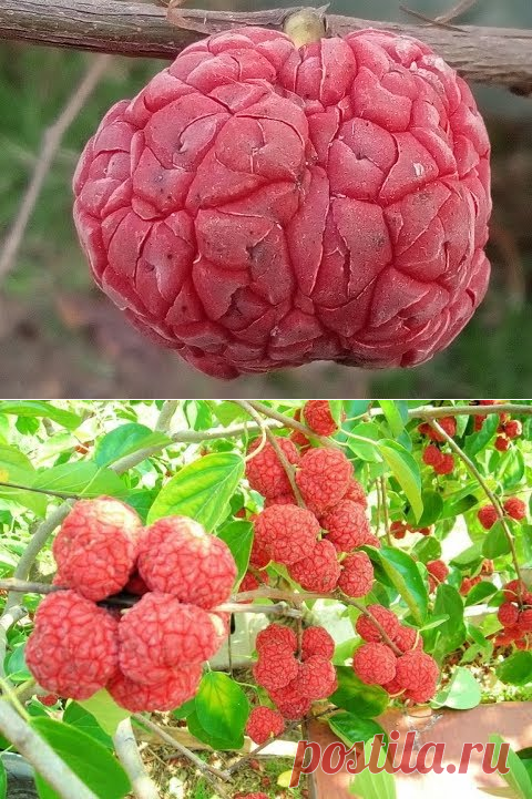 (17) Вкус первых плодов кудрании (