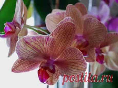 ▶ Musik of Orchids... Музыка орхидей... - YouTube