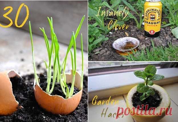 Садоводство хитрости