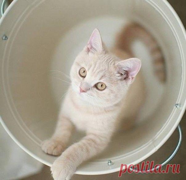 Ведро с сюрпризом