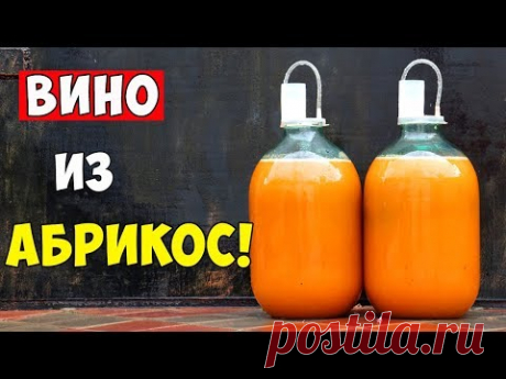 ВИНО ИЗ АБРИКОСОВ / Абрикосовое Вино / ПРОСТОЙ РЕЦЕПТ / Apricot Wine