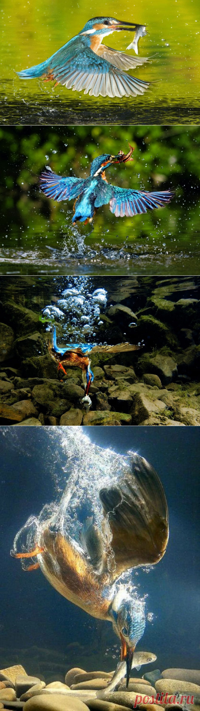 Зимородок – король рыболовов