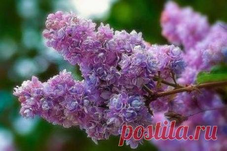 Размножение сирени черенками