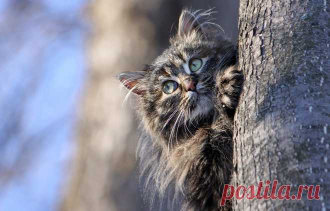 Обои кошка, небо, взгляд, природа, синева, котенок, серый, фон, дерево, голубой, весна, котёнок, полосатый картинки на рабочий стол, раздел кошки - скачать