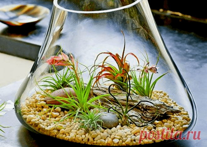 Флорариумы: виды, описание, идеи оформления ~ Planetalsad