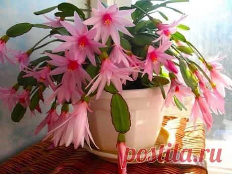Как заставить декабрист пышно цвести Шлюмбергера (декабрист) – очень красивое комнатное растение, которое обычно зацветает в декабре, потому чаще всего его и называют декабристом.